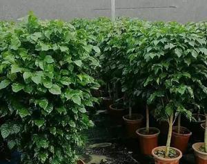 幸福树淋雨会怎样？淋雨后如何处理？