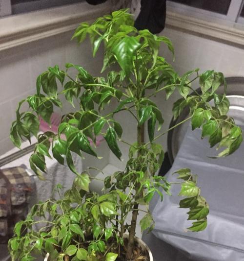 幸福树淋雨会怎样？淋雨后如何处理？