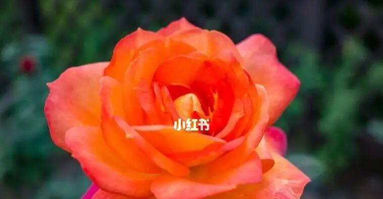 花语（花言巧语）