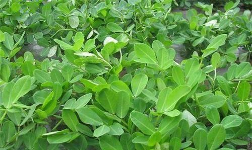 花生种植条件是什么？哪些地区适合种植花生？