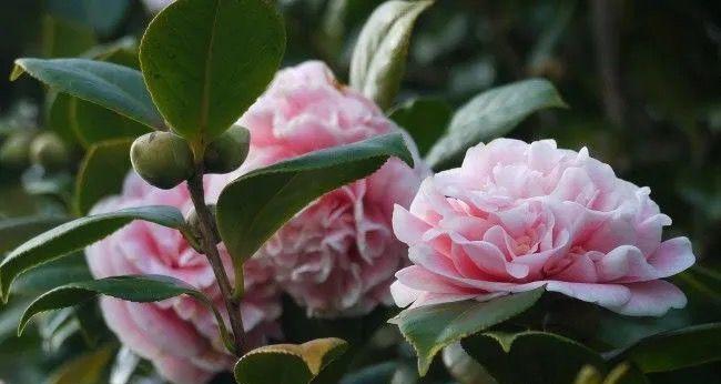 茶花浇水频率如何根据季节调整？春夏秋冬浇水有何区别？