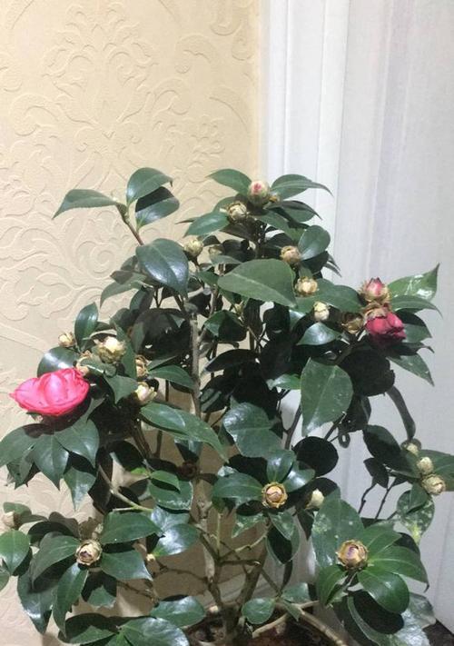 茶花浇水频率如何根据季节调整？春夏秋冬浇水有何区别？