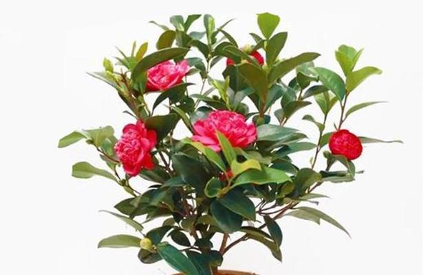 茶花浇水频率如何根据季节调整？春夏秋冬浇水有何区别？