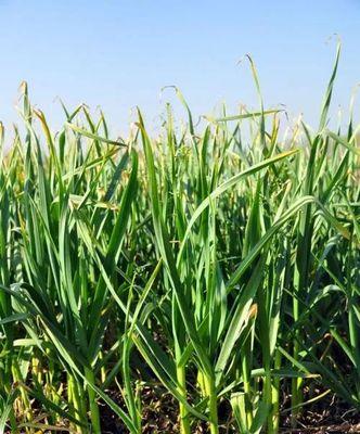 河南大蒜的最佳收获时间是什么时候？几月份是最佳收获期？