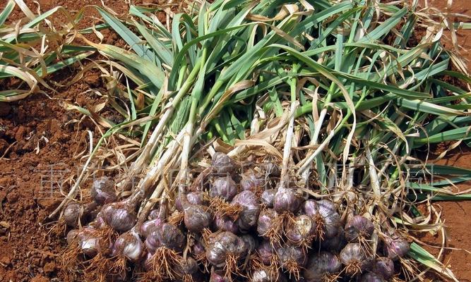 河南大蒜的最佳收获时间是什么时候？几月份是最佳收获期？
