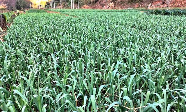 河南大蒜的最佳收获时间是什么时候？几月份是最佳收获期？