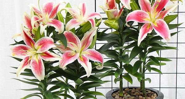 百合花怎么醒花？快速唤醒花朵的秘诀是什么？