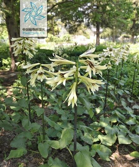 百合花怎么醒花？快速唤醒花朵的秘诀是什么？