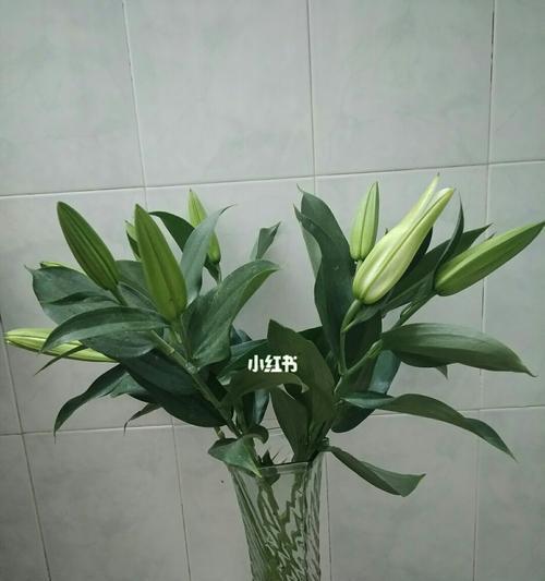 百合花怎么醒花？快速唤醒花朵的秘诀是什么？