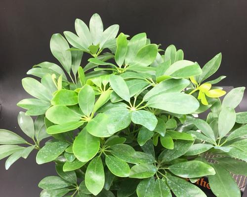 鹅掌木怎么养才茂盛？有哪些养护技巧？