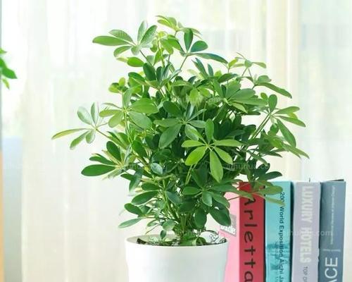 鹅掌木怎么养才茂盛？有哪些养护技巧？