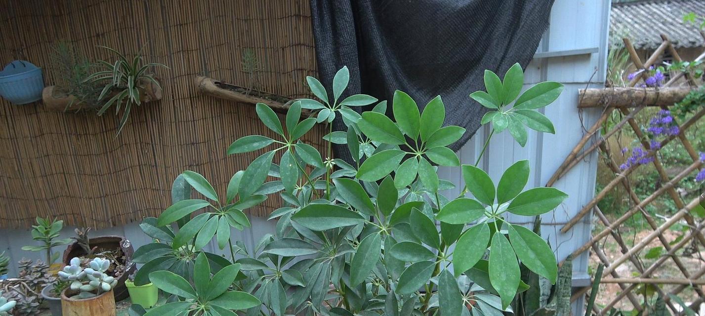 鹅掌木怎么养才茂盛？有哪些养护技巧？