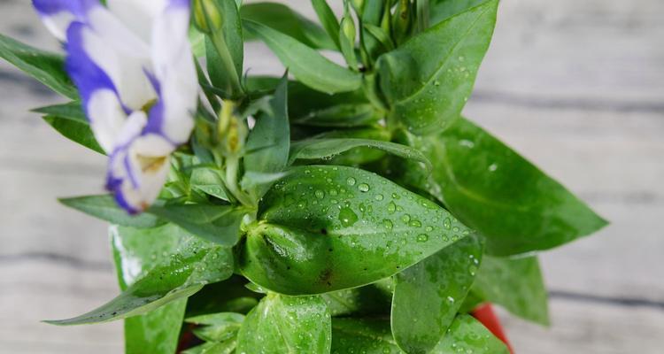 洋桔梗水培养殖方法是什么？如何确保成功生长？