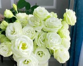 洋桔梗水培养殖方法是什么？如何确保成功生长？