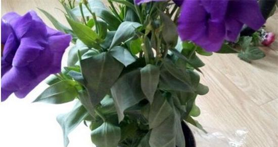 洋桔梗水培养殖方法是什么？如何确保成功生长？