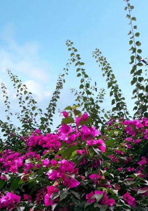 三角梅花语——悦动心灵的花海(绽放诗意的芬芳)
