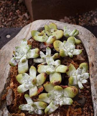 水苔种植多肉植物的正确方法是什么？