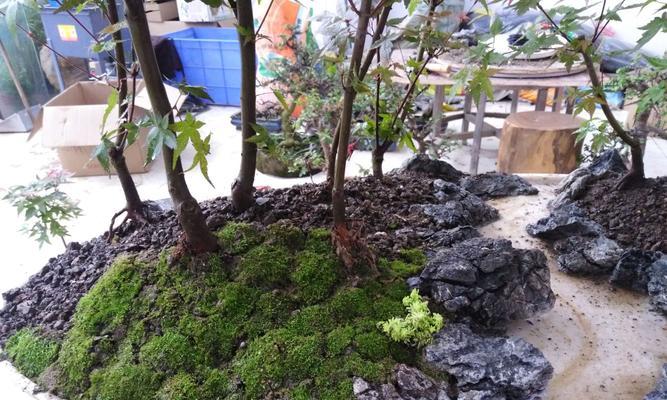 水苔种植多肉植物的正确方法是什么？