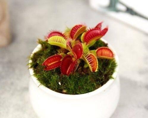 捕蝇草养殖技巧有哪些？如何快速促进其生长？
