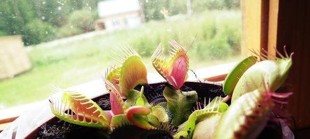 捕蝇草养殖技巧有哪些？如何快速促进其生长？