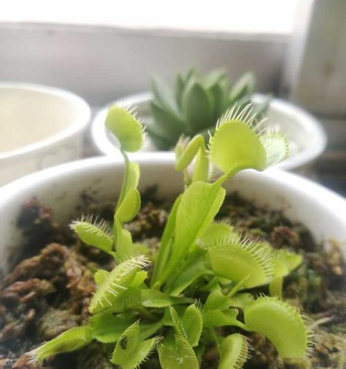 捕蝇草养殖技巧有哪些？如何快速促进其生长？