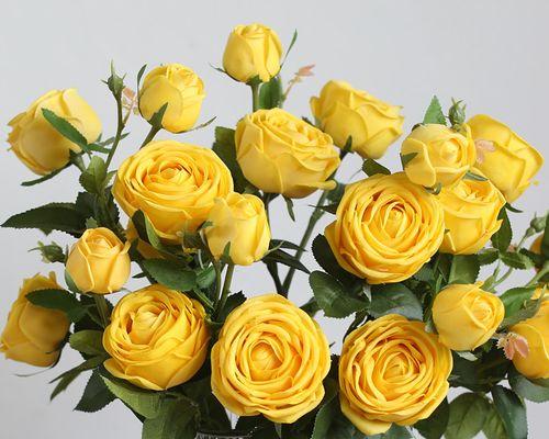 18朵玫瑰花语的含义（探寻18朵玫瑰背后的深意）