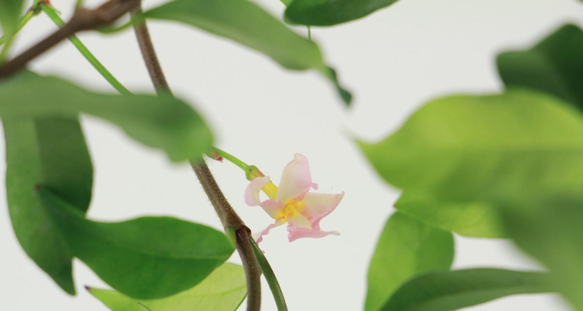 风车茉莉冬天会落叶吗？如何正确养护？