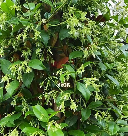 风车茉莉冬天会落叶吗？如何正确养护？