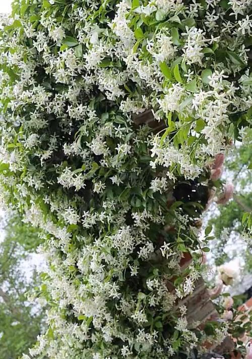 风车茉莉冬天会落叶吗？如何正确养护？