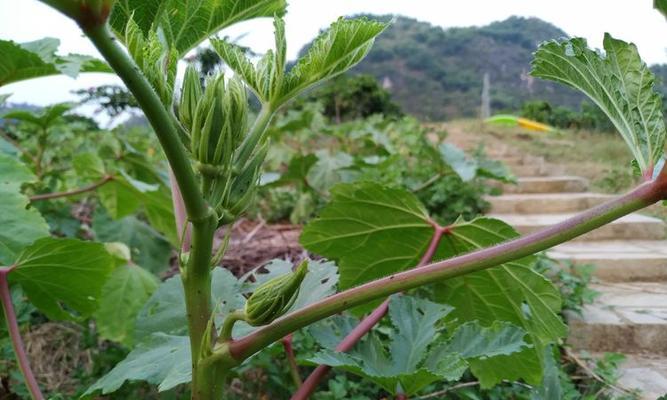 秋葵的最佳采摘时间是什么时候？收获季节几月份最合适？