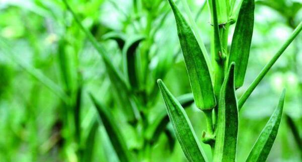 秋葵的最佳采摘时间是什么时候？收获季节几月份最合适？