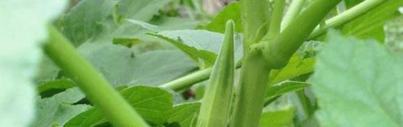 秋葵的最佳采摘时间是什么时候？收获季节几月份最合适？