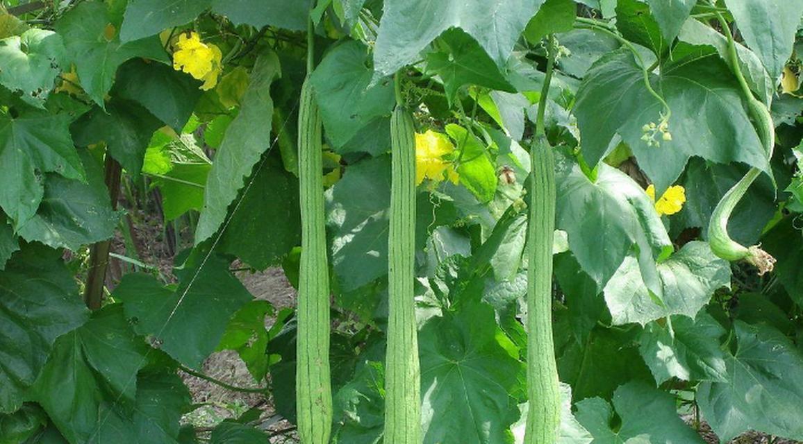 丝瓜有籽能吃吗？食用丝瓜籽的常见问题解答