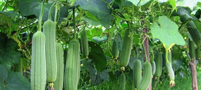 丝瓜有籽能吃吗？食用丝瓜籽的常见问题解答