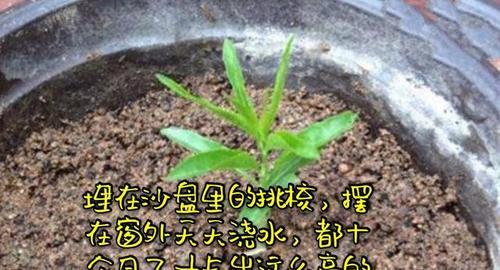 多肉桃美人叶插发芽需要多长时间？如何加速发芽过程？