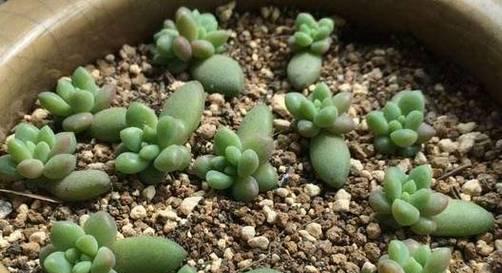 多肉桃美人叶插发芽需要多长时间？如何加速发芽过程？