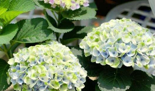 绣球花养殖技巧全解析？需要注意哪些事项？