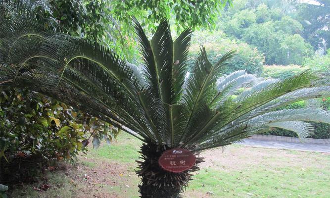 铁树是热带植物吗？了解铁树的生长环境和特点
