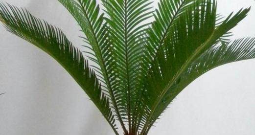 铁树是热带植物吗？了解铁树的生长环境和特点