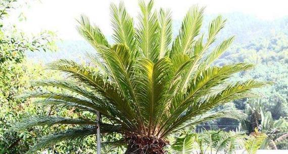 铁树是热带植物吗？了解铁树的生长环境和特点