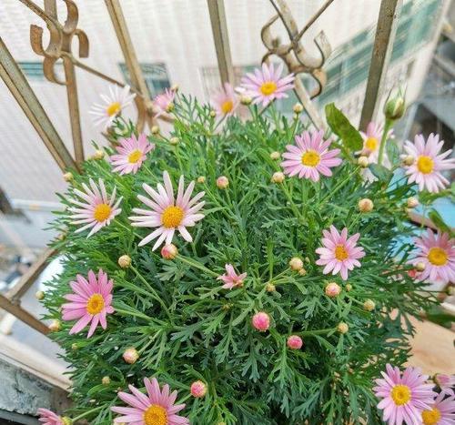 玛格丽特花水培成功秘诀是什么？如何解决常见问题？