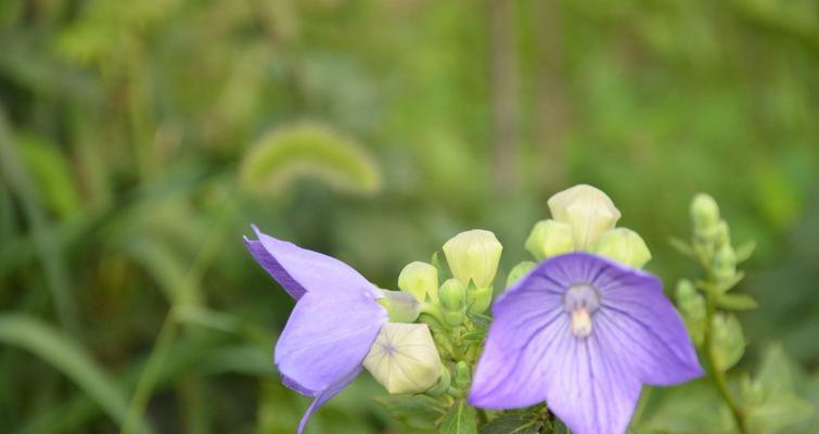 桔梗的性质是什么？热性还是凉性？