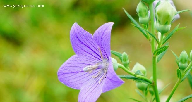 桔梗的性质是什么？热性还是凉性？