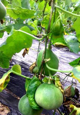 甜瓜修剪技巧有哪些？如何修剪才能更美观？