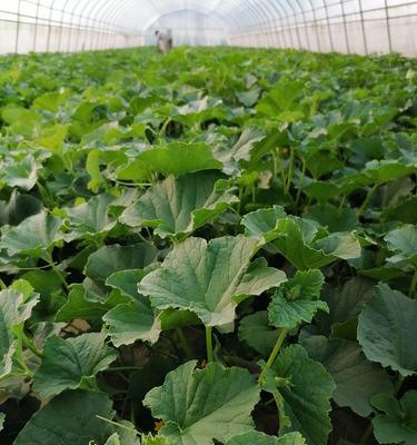 甜瓜修剪技巧有哪些？如何修剪才能更美观？