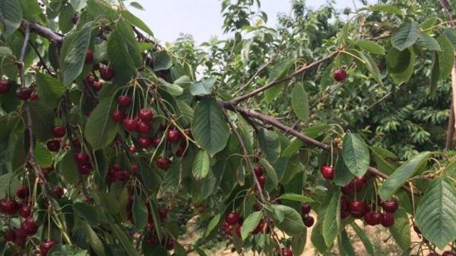 车厘子最佳种植时间是什么时候？如何确保种植成功？