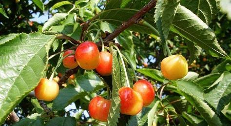 车厘子最佳种植时间是什么时候？如何确保种植成功？