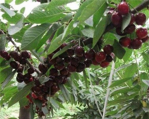 车厘子最佳种植时间是什么时候？如何确保种植成功？