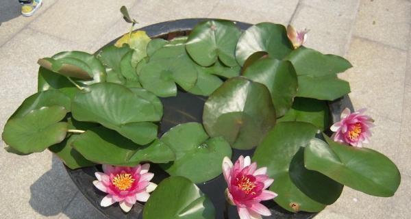 睡莲发芽长叶的时间是什么时候？如何促进其生长？