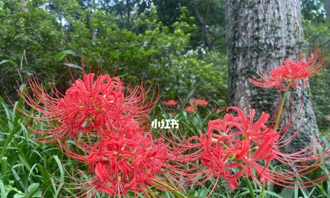 彼岸花的象征意义及文化传承（探寻彼岸花的内涵与美学意境）